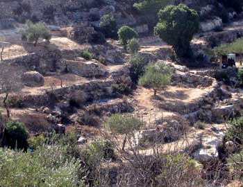 Ancient agricultural terraces on al-Walajah land. Photo: Eyal Hareuveni, B'Tselem, 5 November 2010.