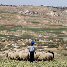 Palestinian boy grazes his family's flock in the southern Hebron hills, where shepherds are frequently attacked by settlers. Photo: Activestills.org, 5 April '08.
