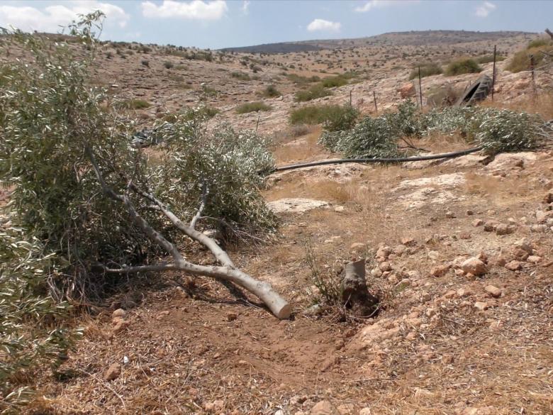עצי זית שכרתו אנשי המנהל האזרחי בברדלה. צילום: עארף דר׳ארמה, בצלם, 16.8.21