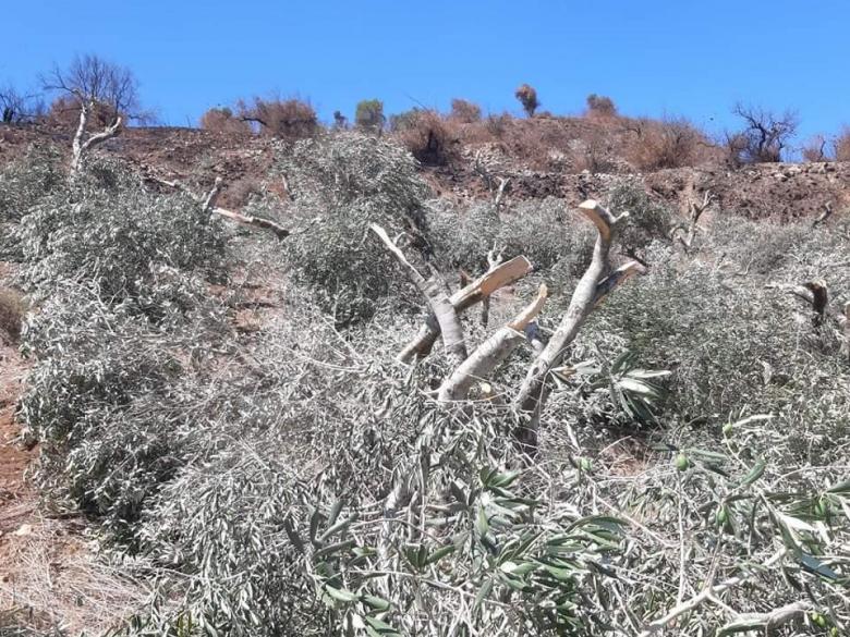 Some of the olive trees cut by settlers. Photo: B'Tselem volunteer Akram Amran
