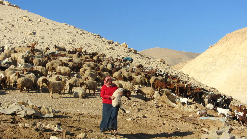 A residnet from ‘Ein Karzaliyah against the background of the community's herd, 8.1.14