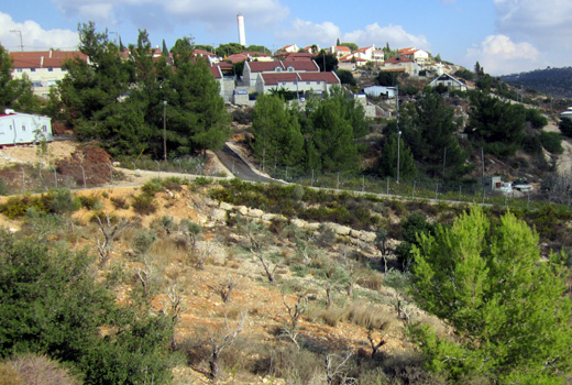 The olives trees that were damaged near the settlement fence. Photo: Sarit Michaeli, B'Tselem, 26 Oct. '11. The olives trees that were damaged near the settlement fence. Photo: Sarit Michaeli, B'Tselem, 26 Oct. '11.