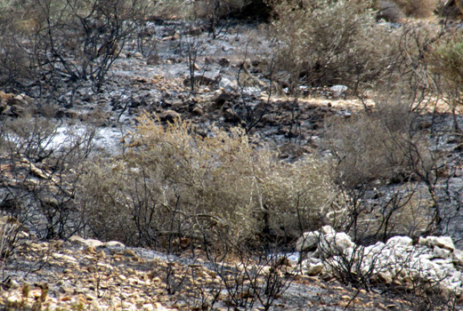 The torched trees. Photo: Iyad Hadad, B'Tselem, 24 Oct. '11. The torched trees. Photo: Iyad Hadad, B'Tselem, 24 Oct. '11.