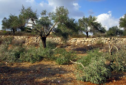 Damaged olive trees in Beitillu. Photo: Sarit Michaeli, B'Tselem, 26 Oct. '11. Damaged olive trees in Beitillu. Photo: Sarit Michaeli, B'Tselem, 26 Oct. '11.