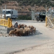 <p>[4986] 3.1. مزارع فلسطيني يعبر بوابة الجدار الفاصل مع قطيع اغنامه</p><p>تصوير: يحزكيل لاين, بتسيلم</p>