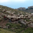 <p>[6941] 21  A flock of sheep belonging to Beduins of the Jahalin tribe, beneath the Ma'ale Adumim settlement.</p><p>Photo credit: Oren Yakabovich, B'Tselem</p>