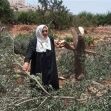 <p>[7031] 20  Mizhara Jabber, 75, in her olive grove in Hebron. On 18 June 2005, a group of settlers vandalized the grove, cutting down five old olive trees. Jabber's son filed a complaint with police that night, but they did not arrive at the site until the next day.</p><p>Photo credit: Musa Abu Hashhash, B'Tselem</p>