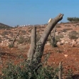 <p>[7392] 14  Olive trees vandalized, apparently  by settlers, north of the village of Sallem. The settlement Elon Moreh is visible In the background.</p><p>Photo credit: Sarit Michaeli, B'Tselem</p>