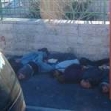 <p>[7442] 18  Palestinians detained by the police in Jerusalem's French Hill neighborhood.  The photos were taken by  a tourist in a tour bus on 18 February 2006.</p><p>Photo credit: Anonymous photographer</p>