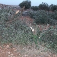 <p>[9416] 6 Dece Settlers cut some thirty olive trees near Susiya, 5 December 2007.</p><p>Photo credit: Oren Yakabovich, B'Tselem</p>