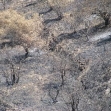 <p>[9822] 6  Orchard near the Yitzhar settlement that was torched on 19 June 2008, apparently by settlers.</p><p>Photo credit: Noam Preiss, B'Tselem</p>