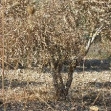 <p>[9836] 6  An olive tree burned in a fire apparently set by settlers on village lands adjacent to the Yitzhar settlement, Nablus District, after the police demolished two structures in the settlement, 19 June 2008.</p><p>Photo credit: Noam Preiss, B'Tselem</p>