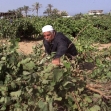 <p>[4899] 24.5.0 חקלאי פלסטיני בכרם שלו, ליד ההתנחלות נצרים, אחרי שצה"ל הרס אותו ב"פעולת חישוף".</p><p>תצלום: אחמד ג'דאללה, רויטרס</p>