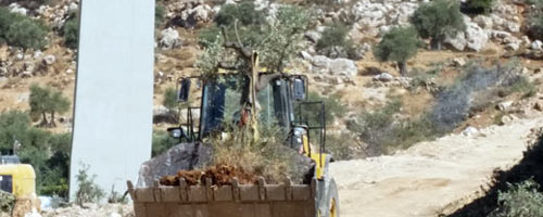 Civil Administration bulldozer transports olive tree uprooted from Beit Jala&rsquo;s groves at Bir &lsquo;Unah. Photo by Sarit Michaeli, B&rsquo;Tselem, 20 August 2015