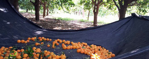 Orange-picking at Wadi Qana. Photo: Iyad Mansur