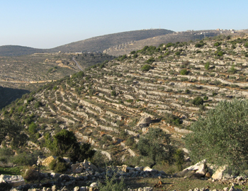 האזור שבו טייל פיראס קסקס עם גיסיו בעת שנורה למוות. צילום: בצלם