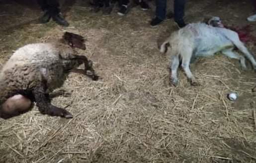 The Abu Naim family’s sheep, run over by settlers, Turmusaya, 6 Aug. 2020. Photo: courtesy of the witnesses. 