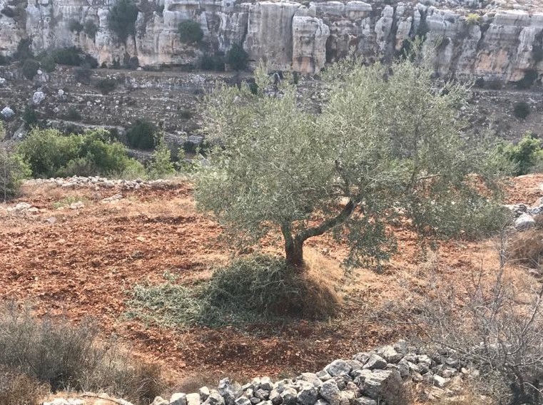 An Olive tree harvested by settlers, ‘Ein Yabrud, 7 Oct. 2020. Photo by Samir Jabra. 