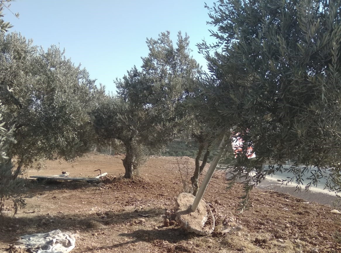 The Musa family’s grove, Ramallah District, 26 Oct. 2020. Photo by Jibril Sadiq