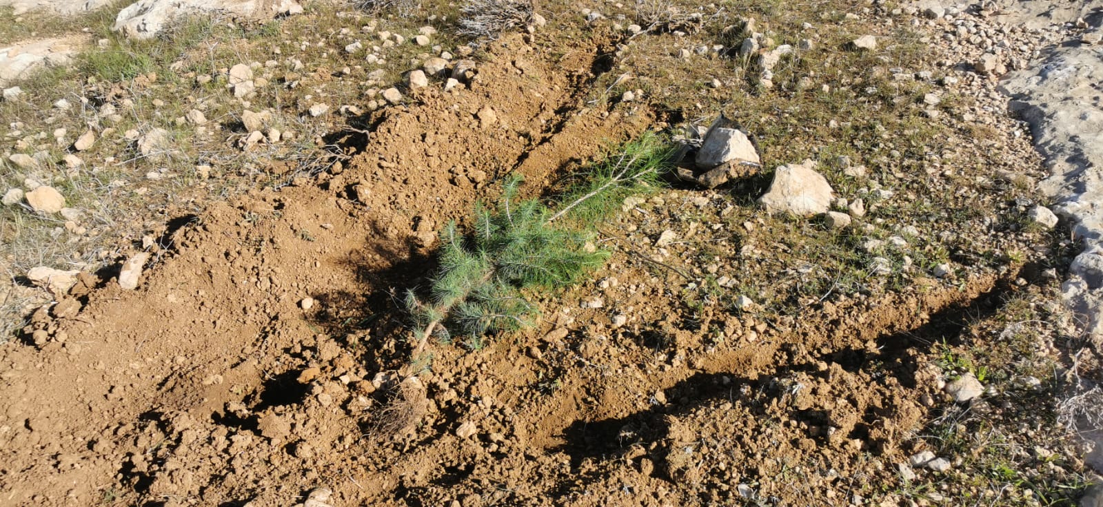 שתיל זית עקור בחלקתו של תאייסיר סמאמרה. ח'. שוויכה, 24.1.21. צילום: נסר נוואג'עה
