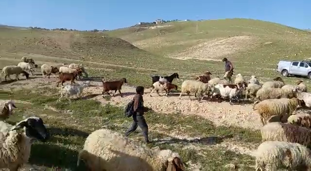 مستوطن من "كفار أدوميم" يحاول طرد رعاة الأغنام من خان الأحمر، 28.2.21
