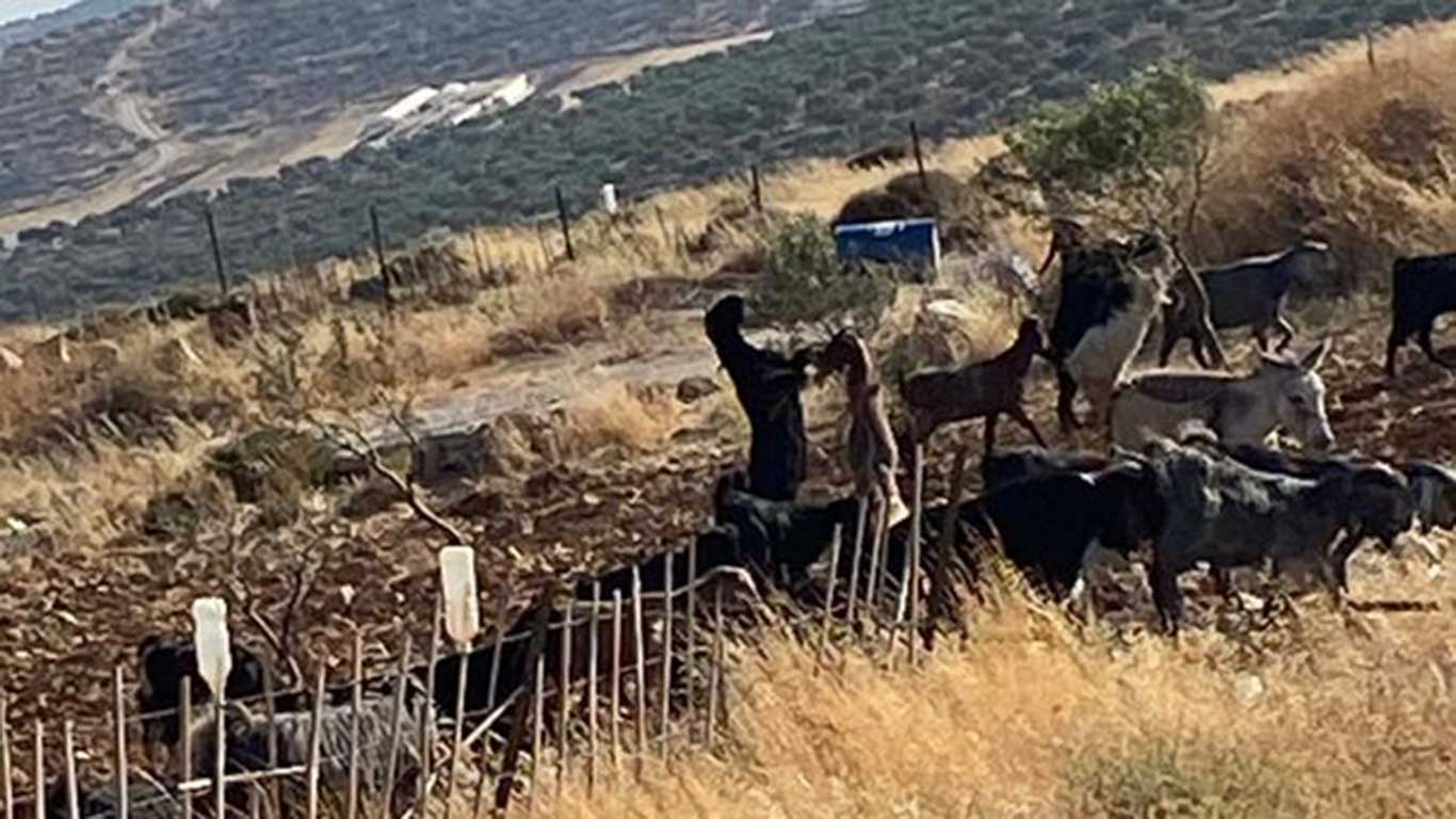The settlers’ flock in a cultivated Palestinian area. Photo courtesy of the farmers 