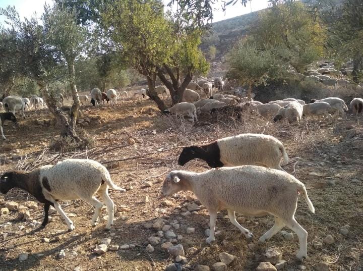 قطيع المواشي في يانون. تصوير شادي أبو حمّاد