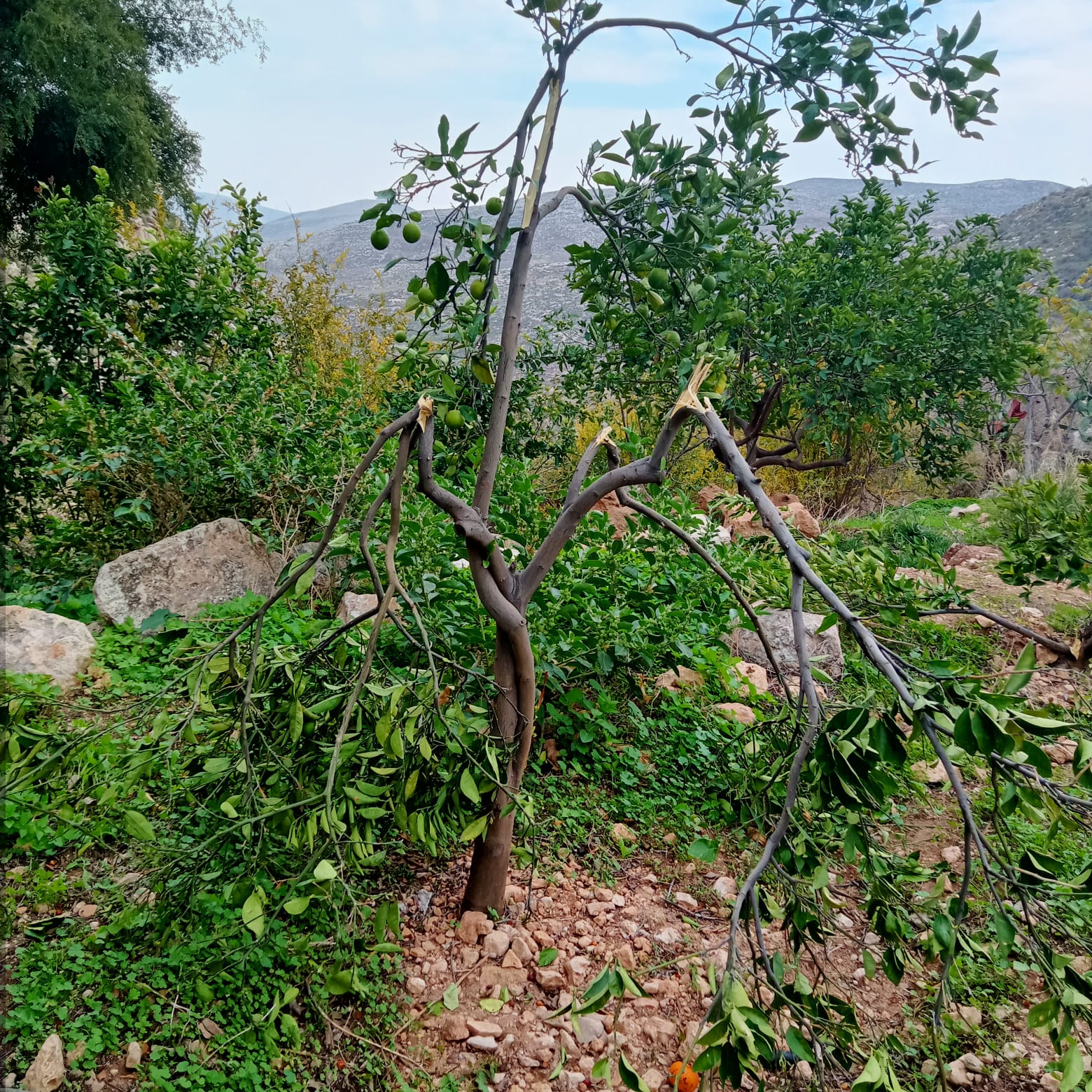 One of the trees whose branches were broken. Photo courtesy of the residents 