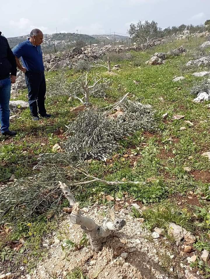 ניזאם עבד א-ראזק ליד חלק מהעצים שכרתו המתנחלים. התמונה באדיבות החקלאי