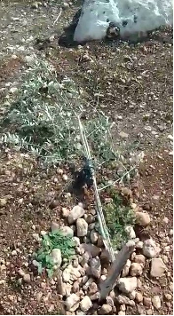 One of the olive saplings cut down by settlers on Bassam Zabaynah’s land. Photo courtesy of Zabaynah, 30 Oct. 2022 