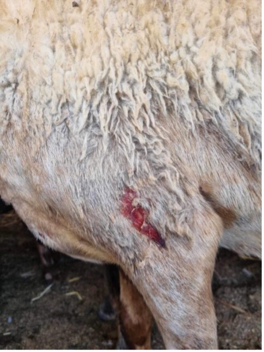 One of the injured sheep. Photo courtesy of local residents 