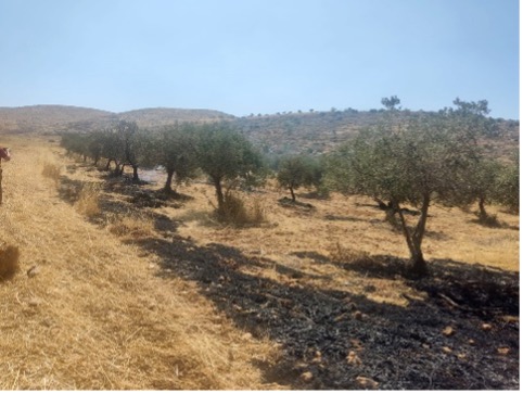 Evidence of the fire in the olive grove. Photo courtesy of local residents. 