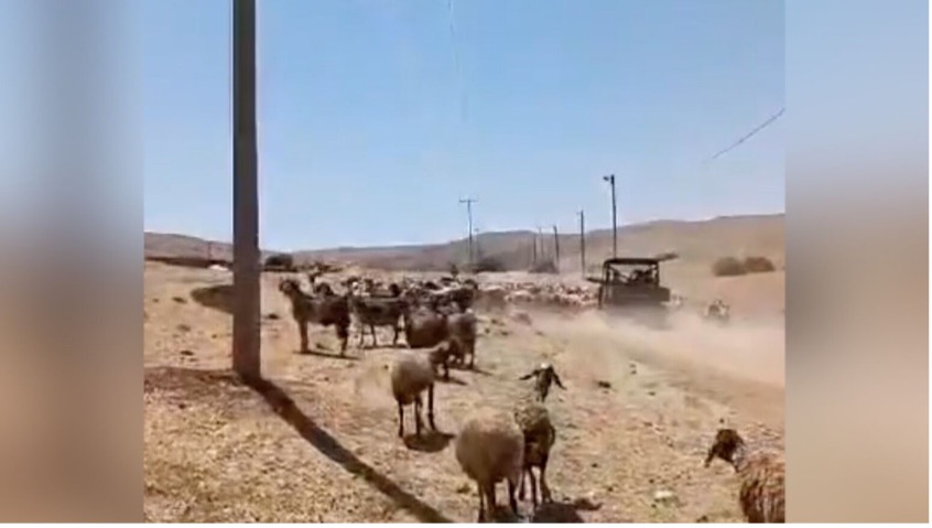 The settler hitting the sheep with the ATV. Photo courtesy of local residents 