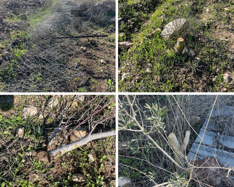 The barbed wire fence and trees destroyed in the plot. Photo courtesy of farmer 