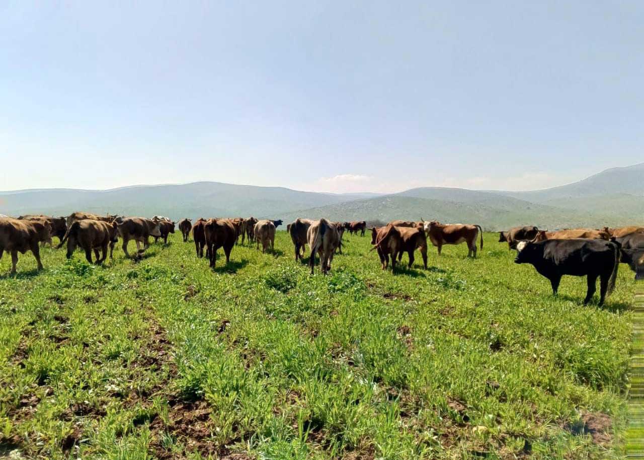 The cattle grazing in the grain field. Photo courtesy of the farmers