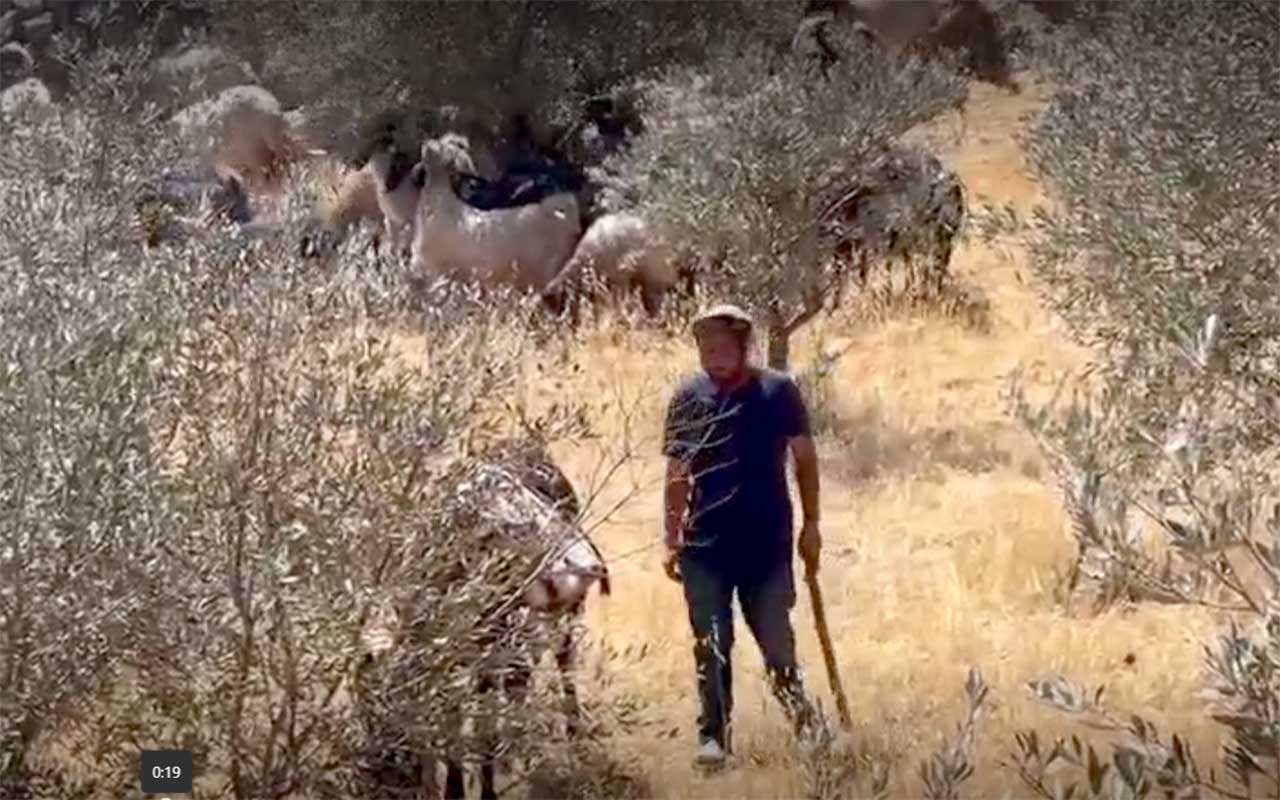 The settler and his flock on the land. Photo courtesy of the activists