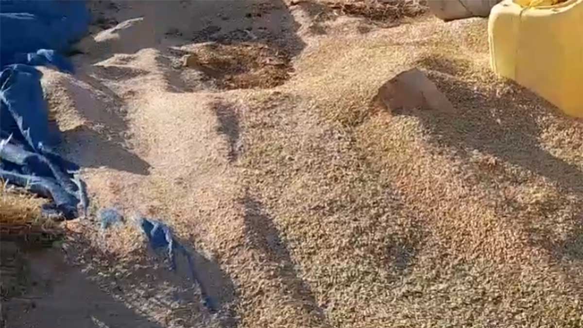 Animal feed scattered by the settlers in Bariyet Hizma. Photo courtesy of Khatib