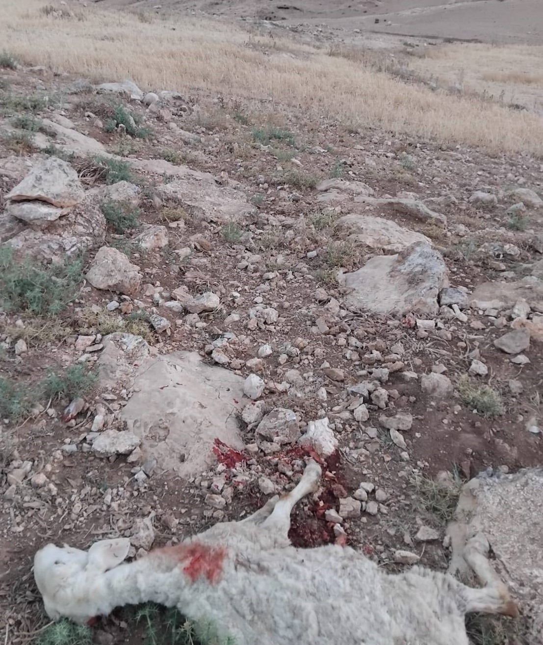 The goat killed by the car passengers. Photo courtesy of local residents