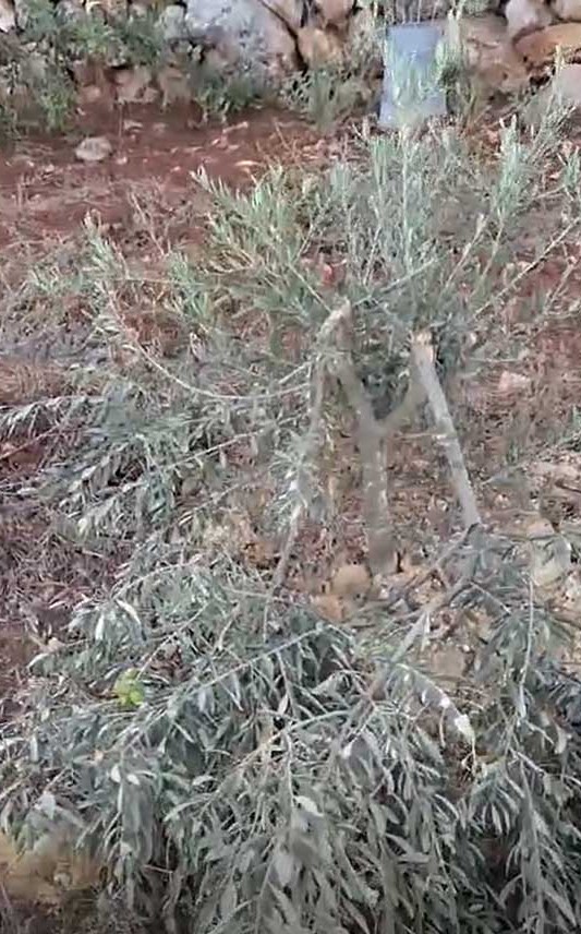 One of the saplings uprooted by the settlers. Photo courtesy of the landowner