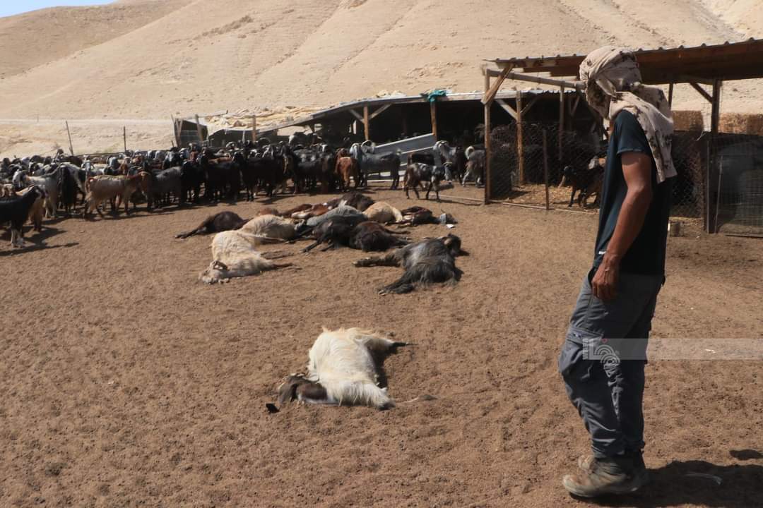 Goats poisoned by settlers in the community of Badu a-Mu’arrajat (Mleihat). Photo: ‘Aref Daraghmeh, B’Tselem
