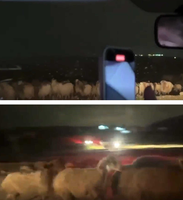 Footage of the livestock being stolen. Courtesy of activists 