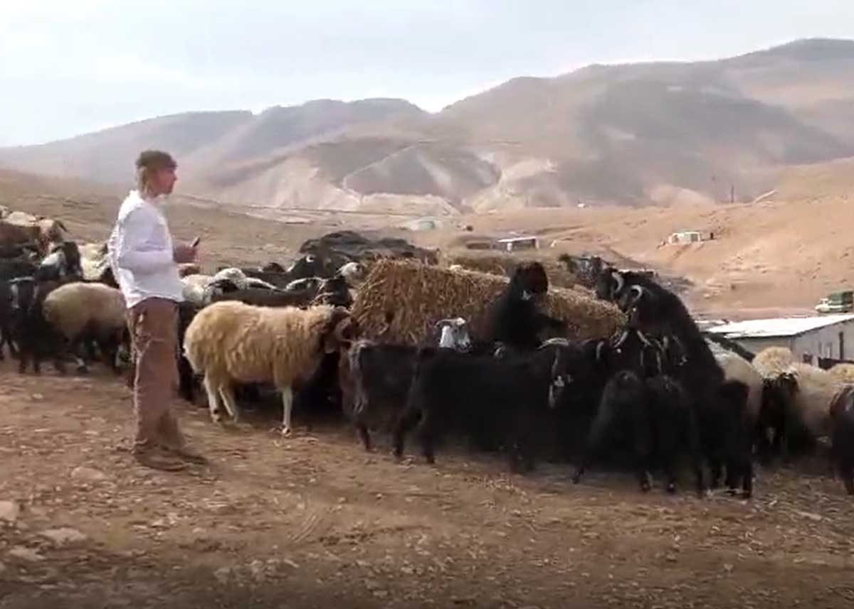 מתנחל מאכיל את הצאן בחציר של התושבים. צילום: עאליה אל-מליחאת