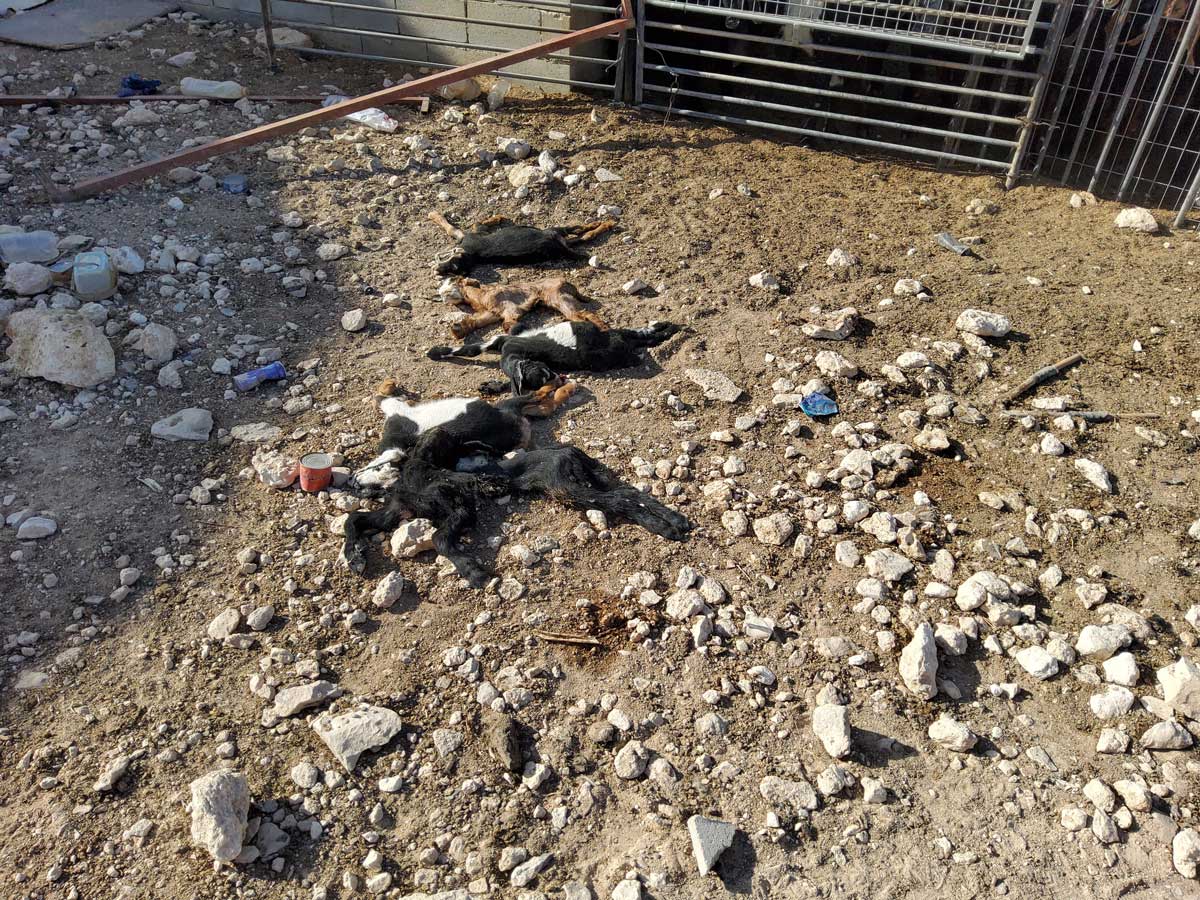 الجِديان التي قتلها المستوطنون. تصوير: عامر عاروري، بتسيلم، 25.5.25 