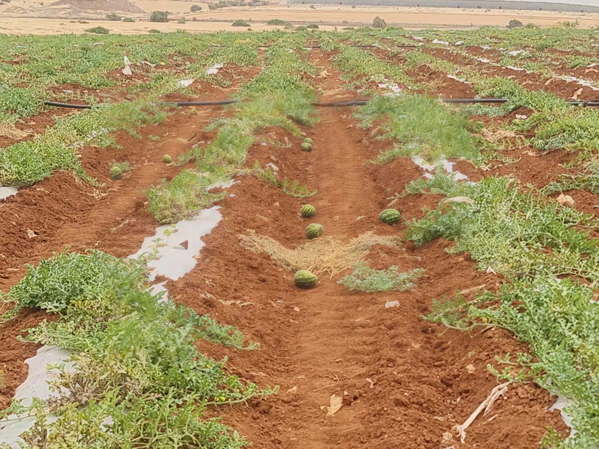 Damage settlers caused to a watermelon field in the Qa’un Plain. Photo: ‘Aref Daraghmeh, B’Tselem, 27 April 2025