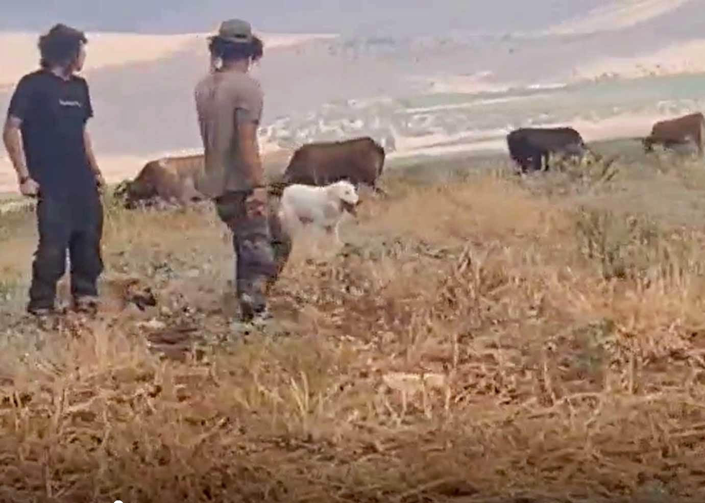 המתנחלים עם עדר הבקר בשדה קצור של החקלאים. מתוך תיעוד וידיאו באדיבות החקלאים