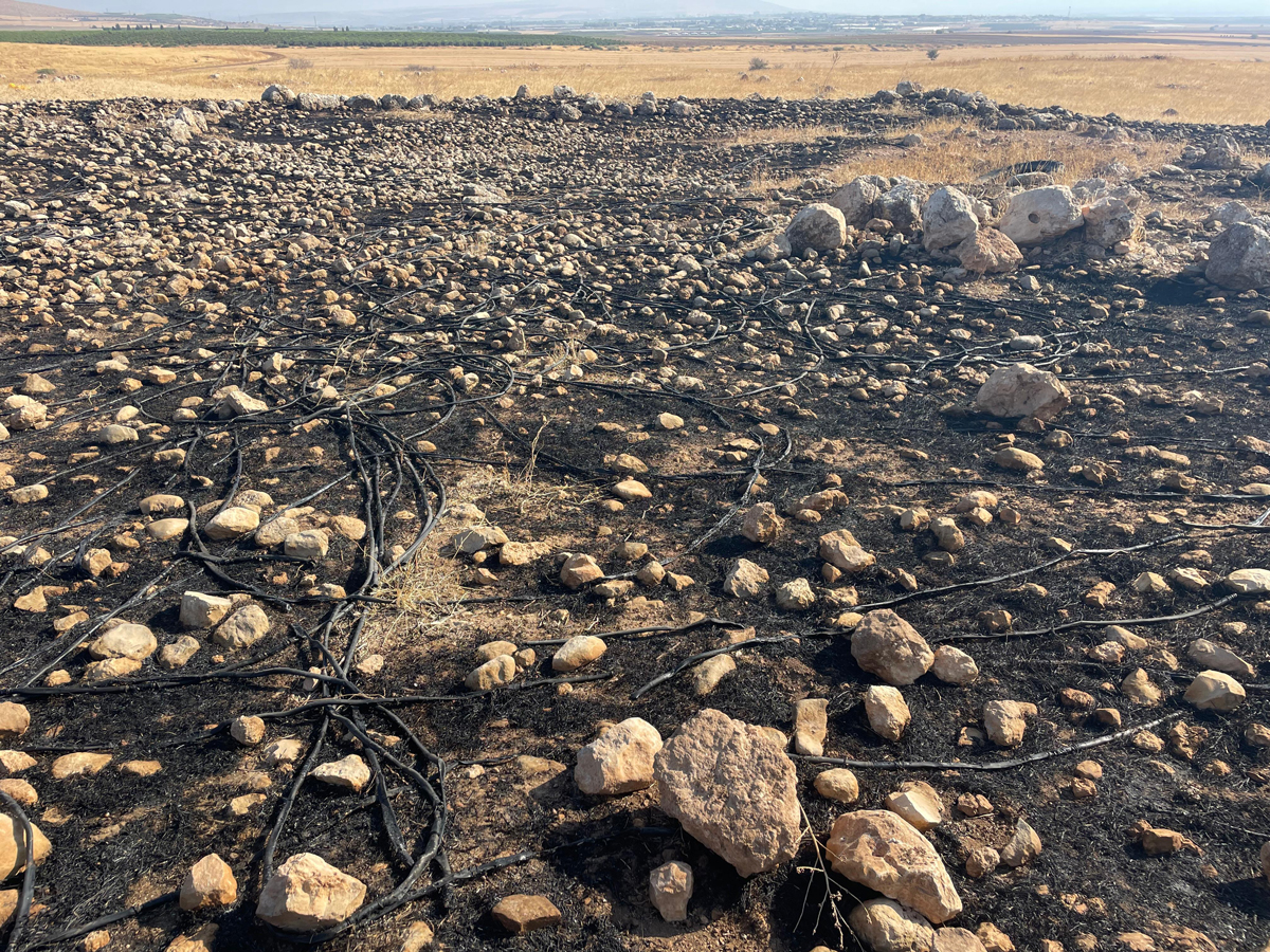 الحقل الذي أحرقه المستوطنون. تصوير: عارف دراغمة، بتسيلم