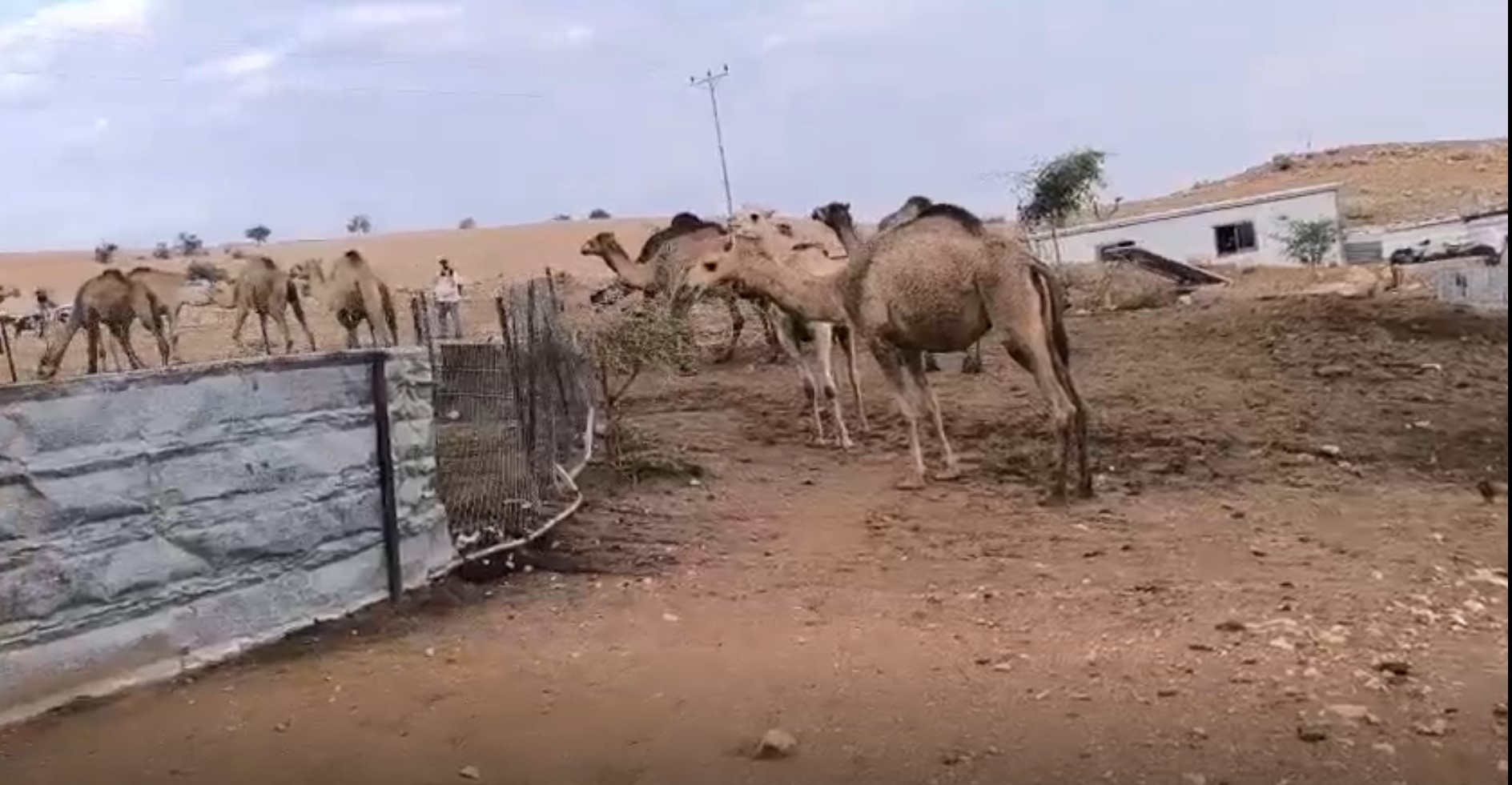 قطيع جِمال خاص بالمستوطنين في أرض التجمع. صورة قدمها السكان مشكورين, 13.12.25