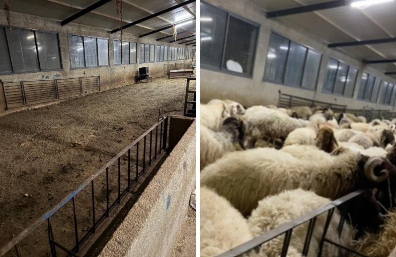 إحدى حظائر الأغنام قبل وبعد سرقة المستوطنين الأغنام منها. صورة قدّمها السكان مشكورين