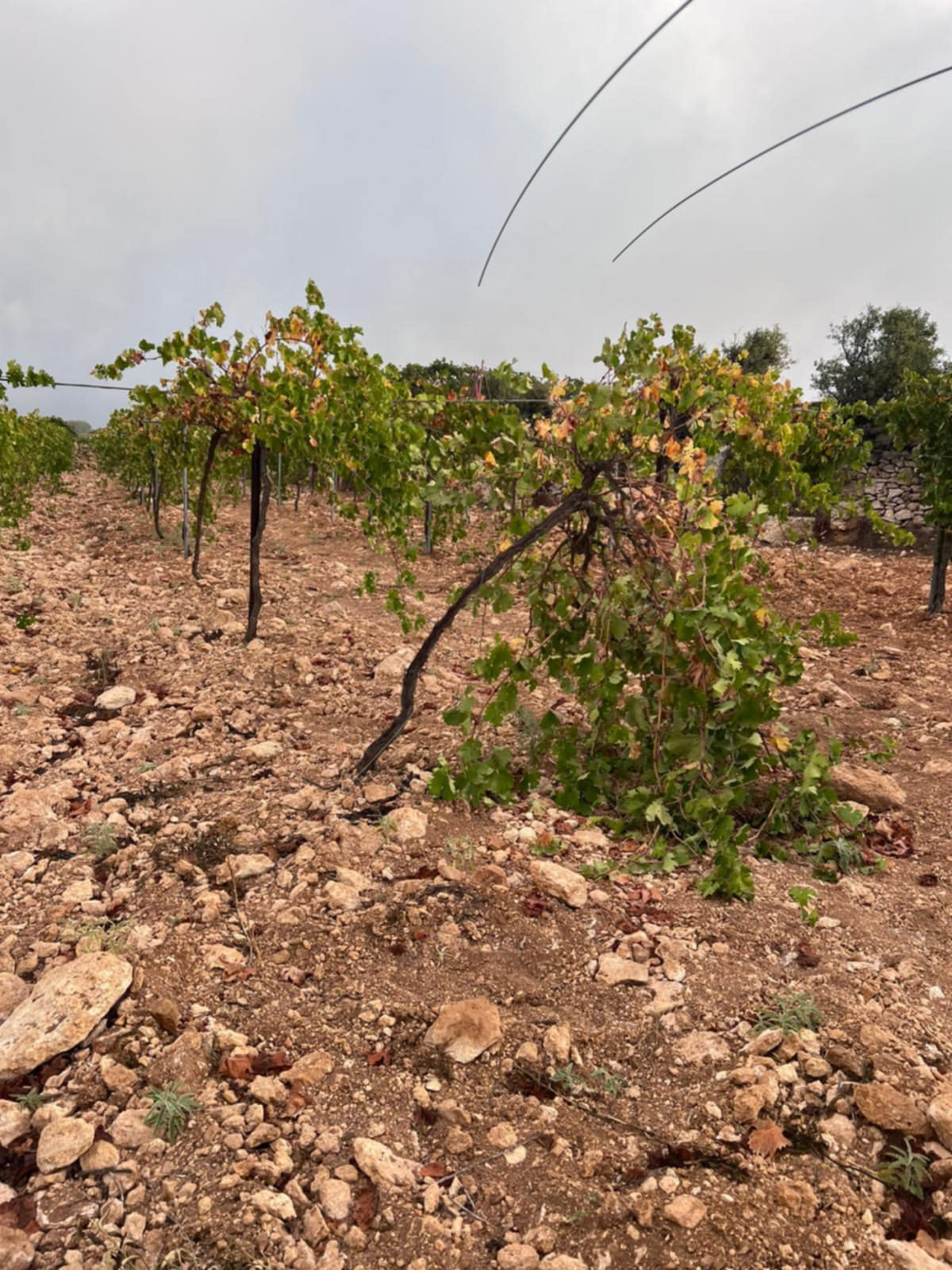 The grapevine trellis wires cut by the settlers. Photo courtesy of the witness