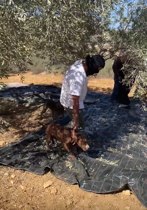 A settler stepping on one of the tarpaulins with dogs. Photo courtesy of the farmers